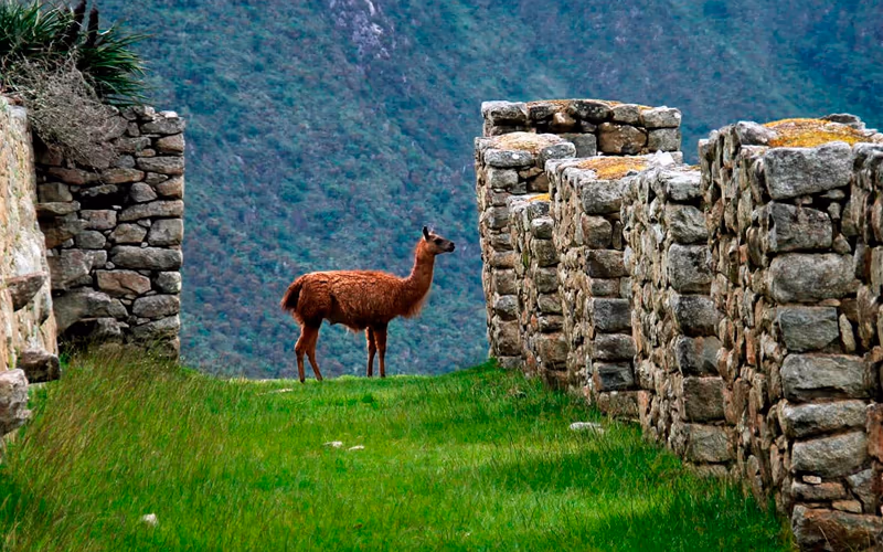 Trek Huchuy Qosqo a Machu Picchu - 3D/2N