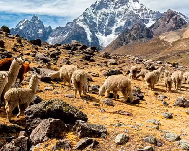 Incan Trail