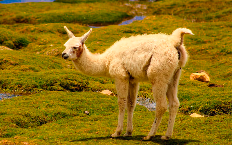 Tomaccaya Hidden Valley Trek a Machu Picchu - 5D/4N